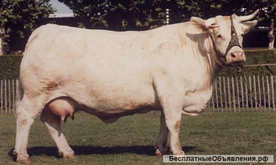 Лимузины из Венгрии