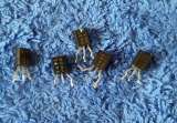 BF422, TO92, NPN, 0,8W, 250V, 0,5A, Транзистор оригинальный НОВЫЙ и ДЕМОНТАЖ