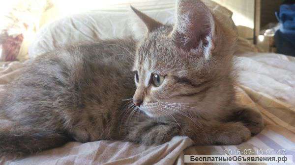 Отдается котенок
