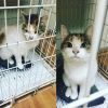 В надежде кошечка,что ее полюбит и заберет домой любящий хозяин