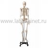 Скелет 170 см