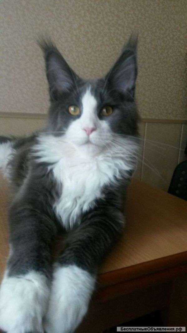 Котенок Мейн-Кун