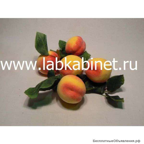 Комплект муляжей для кабинета биологии