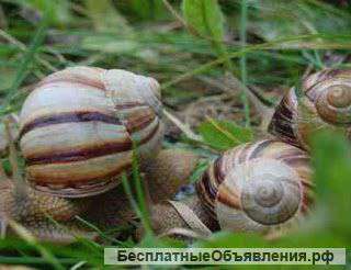 Живые виноградные улитки