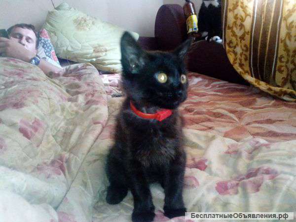 Котёнок