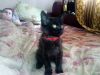 Котёнок