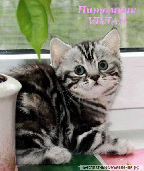 Британские котята вискас ШОУ класс