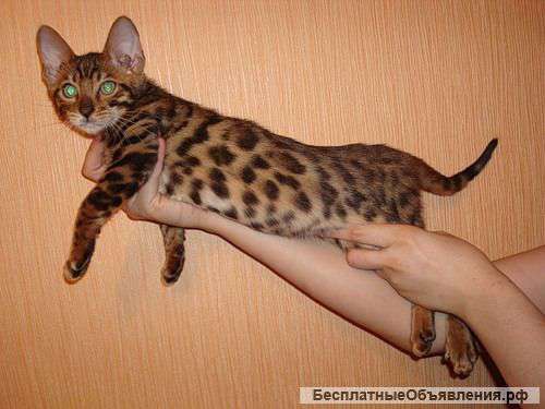 Бенгальский котенок