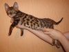 Бенгальский котенок