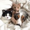 Гостиница для животных домашнего типа