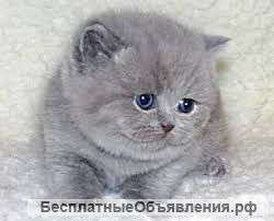 Возьму себе котёнка