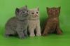 Возьму котёнка. Руки хорошие