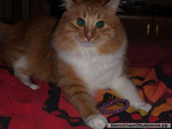 Отдам котика в  лучшие руки