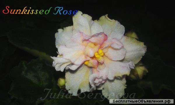 Фиалки сортовые