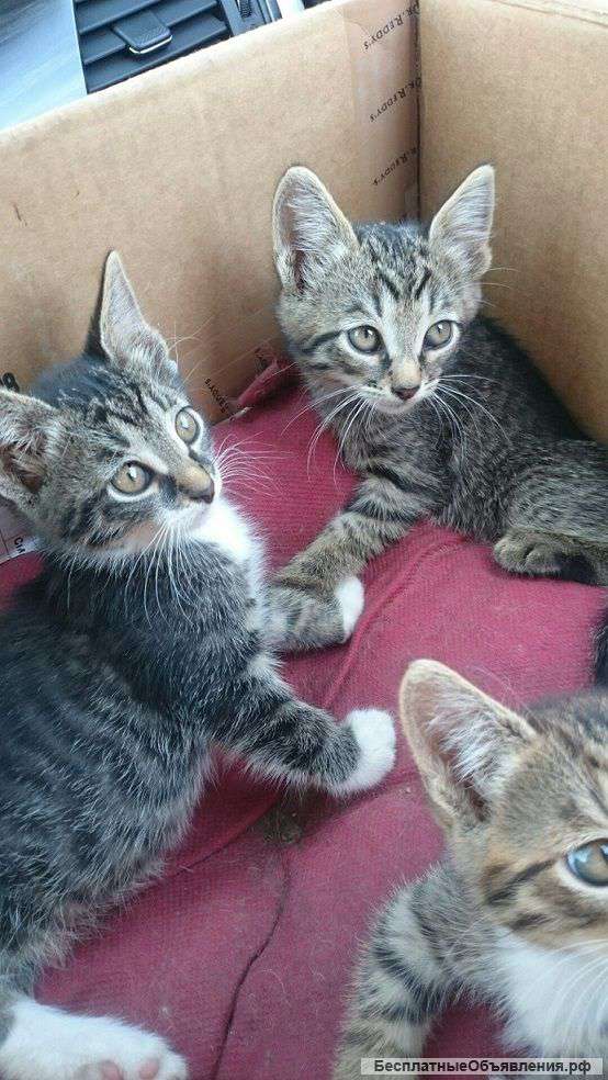 Котята в хорошие руки :)