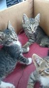 Котята в хорошие руки :)