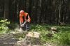 Удаление деревьев. Вырубка леса