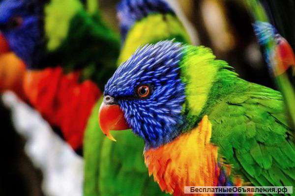 Водоимульсионных и моющих красок для стен и потолков