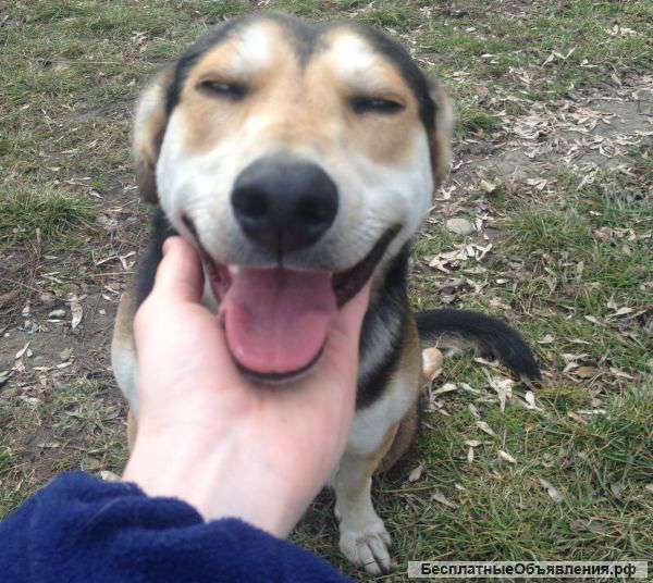 Годовалый пёс