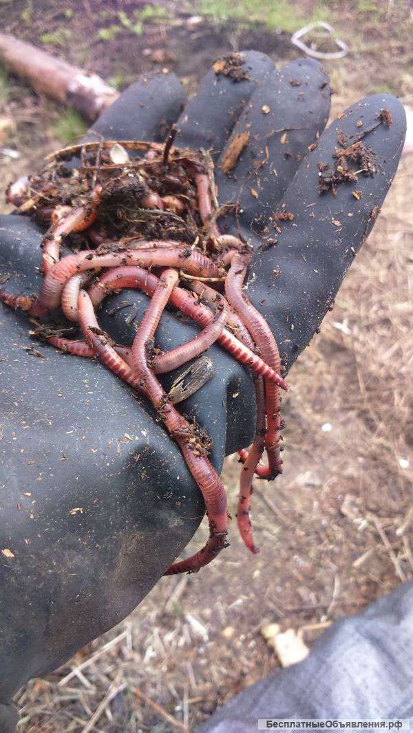 Чневи на рыбалку, разведение, переработка отходов, корм для животных