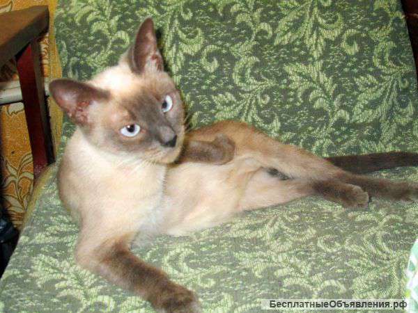 Ласковая сиамская кошка в добрые руки