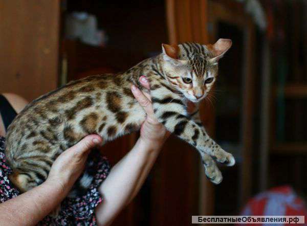 Бенгальский мальчик