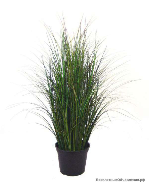 Стриктум в кашпо 76 см