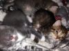Отдам бесплатно котят