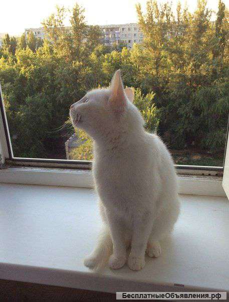 Белая кошечка ищет дом