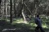 Спилить дерево в Санкт-Петербурге