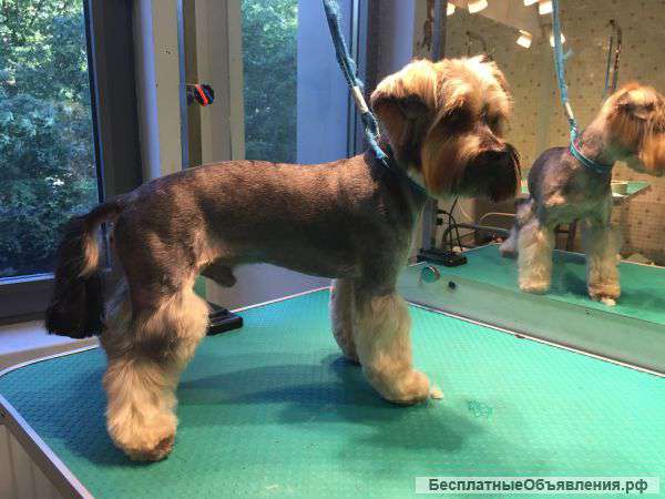 Требуется опытный грумер в груминг салон