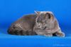 British Shorthair/Британская короткошерстная
