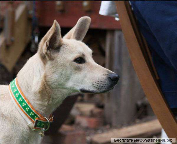 Помогите пристроить дружелюбную собачку Белку