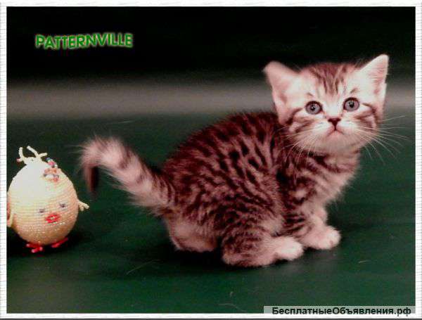 Британские котята редких окрасов из питомника