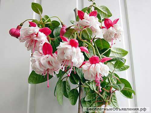 Фуксия,Глоксиния,Спатиффилум