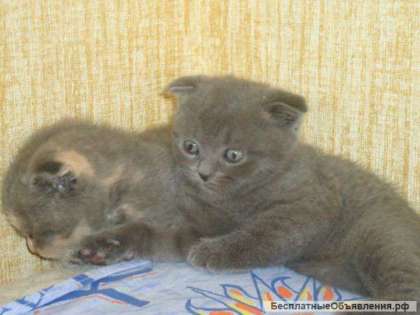 Шотландские   вислоухие котята