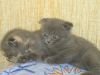Шотландские   вислоухие котята