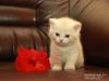 Шотландский скоттиш страйт