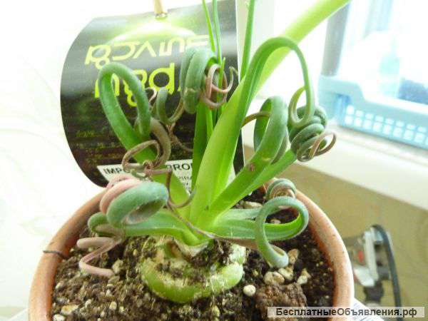 Албука спералевидная