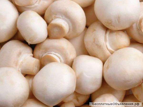 Домашние грибы шампиньоны – семена