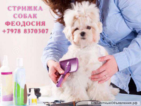 Стрижка собак и кошек Феодосия Без Наркоза