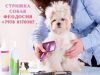 Стрижка собак и кошек Феодосия Без Наркоза