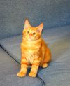 Котенок Мейн-куна