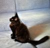 Котенок Мейн-кун / Черепаховый окрас
