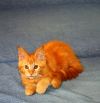 Котенок Мейн-кун