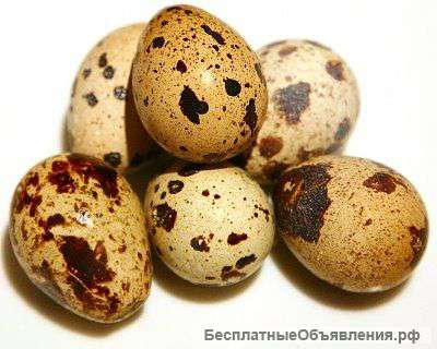 Инкубационное перепелиное яйцо