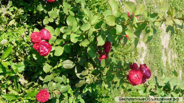 Редактирую фото , писать на почту