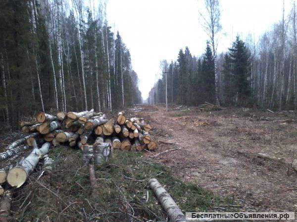 Ищу вальщиков леса с опытом работы