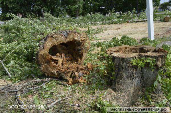 Удалить или кронировать дерево, выкорчевать пень в день заявки