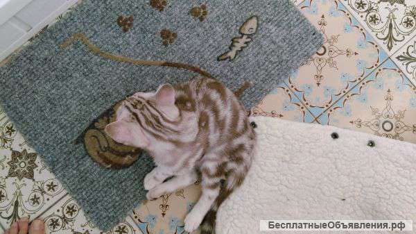 Элитные шотландские котята недорого